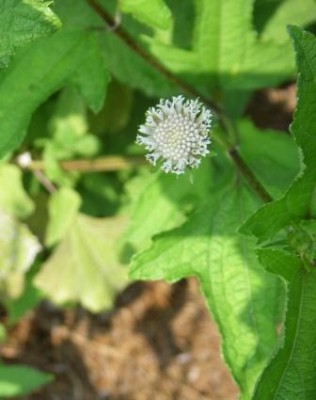 Snow Squarestem